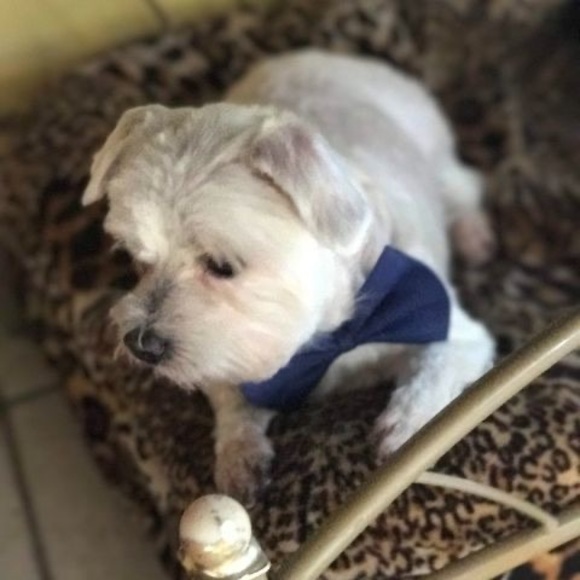 Meet your Posher, Barbara - Picture 1 of 1